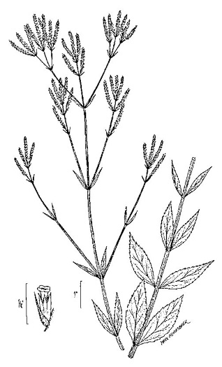 image of Verbena brasiliensis, Brazilian Vervain