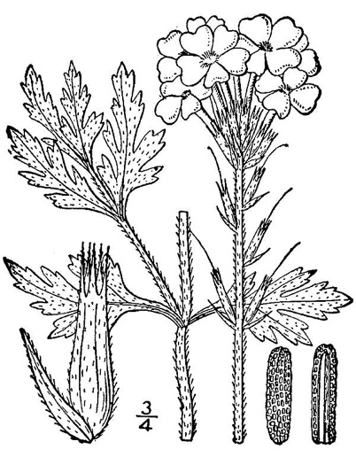 drawing of Glandularia canadensis, Rose Vervain, Rose Verbena, Creeping Vervain