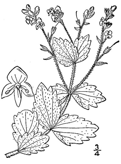 drawing of Veronica chamaedrys ssp. chamaedrys, Germander Speedwell
