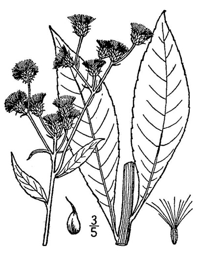 drawing of Vernonia glauca, Broadleaf Ironweed, Appalachian Ironweed, Tawny Ironweed