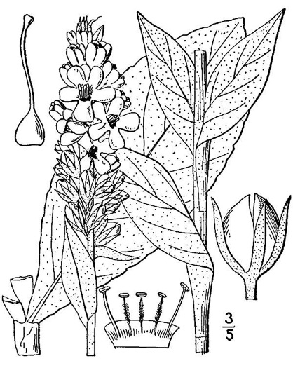 drawing of Verbascum thapsus ssp. thapsus, Woolly Mullein, Common Mullein, Flannel-plant, Velvet-plant