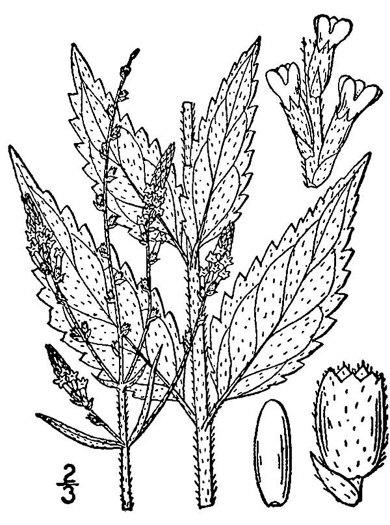 drawing of Verbena urticifolia, White Vervain, Nettleleaf Verbena, Velvetleaf Vervain