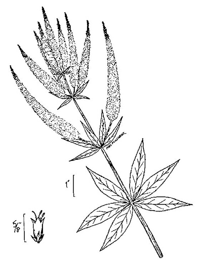 image of Veronicastrum virginicum, Culver's-root