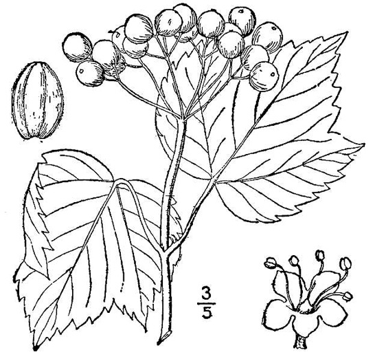 drawing of Viburnum acerifolium, Mapleleaf Viburnum, Maple-leaved Arrowwood, Dockmackie