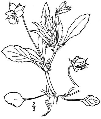 image of Viola arvensis, European Field Pansy