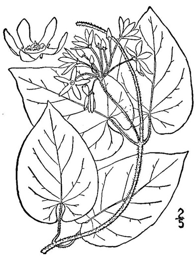 drawing of Matelea carolinensis, Carolina Spinypod, Climbing Milkweed, Climbing Milkvine, Maroon Carolina Milkvine