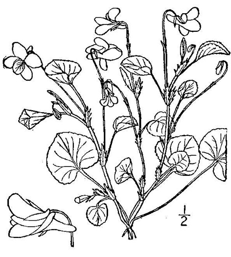 drawing of Viola labradorica, American Dog Violet