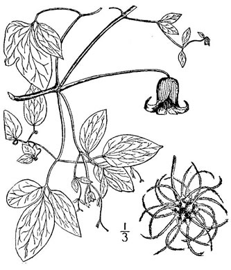 drawing of Clematis crispa, Southern Leatherflower, Marsh Clematis, Swamp Leatherflower, Blue Jasmine