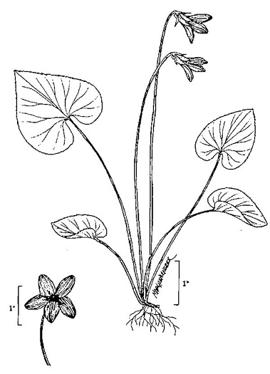 drawing of Viola cucullata, Blue Marsh Violet, Bog Violet