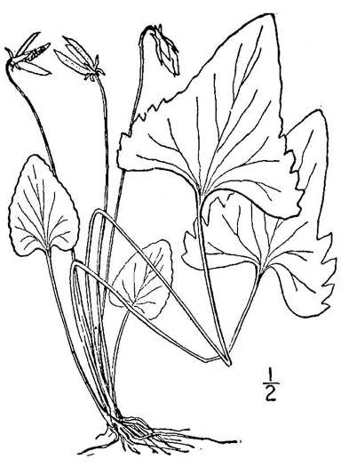 drawing of Viola sagittata, Arrowleaf Violet, Arrowhead Violet