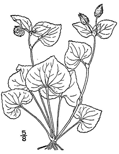 drawing of Viola pubescens, Downy Yellow Violet, Hairy Yellow Forest Violet