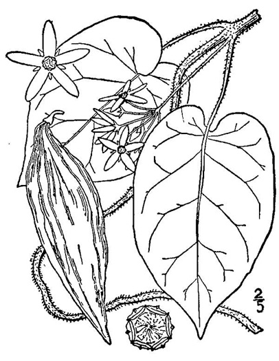 drawing of Gonolobus suberosus var. suberosus, Eastern Anglepod