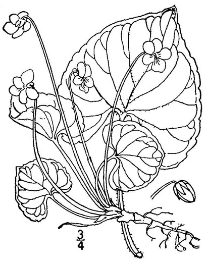 drawing of Viola incognita, Disguised White Violet, Largeleaf White Violet, Common Sweet White Violet