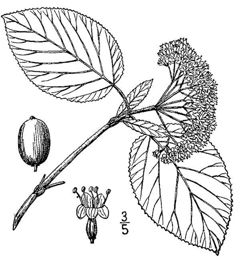 image of Viburnum lantana, Wayfaring Tree