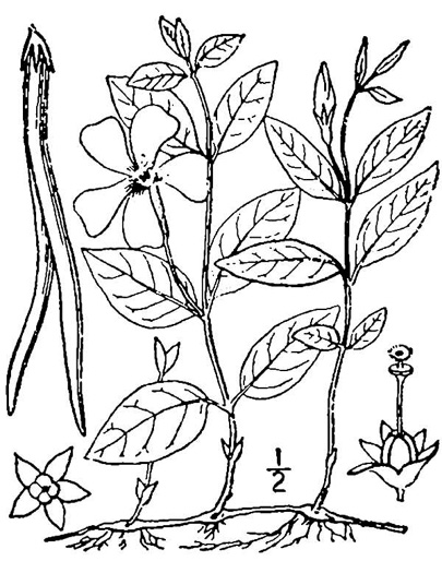 drawing of Vinca minor, Common Periwinkle, Myrtle Vinca