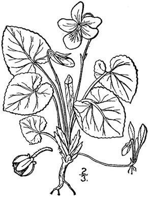 image of Viola odorata, English Violet, Sweet Violet