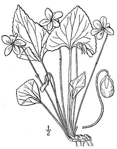 drawing of Viola sororia var. sororia, Dooryard Violet, Confederate Violet, Common Blue Violet