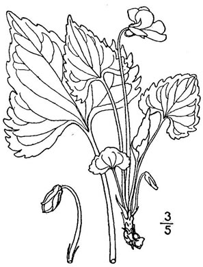 drawing of Viola brittoniana, Northern Coastal Violet, Coast Violet, Britton's Violet