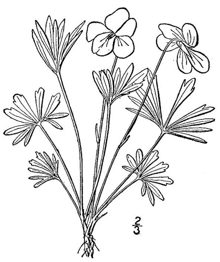 drawing of Viola pedata var. pedata, Birdsfoot Violet