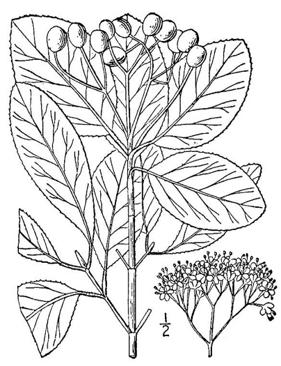 drawing of Viburnum rufidulum, Rusty Blackhaw, Blue Haw, Southern Blackhaw, Rusty Haw