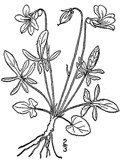 drawing of Viola septemloba, Southern Coastal Violet, Cleft-leaved Violet