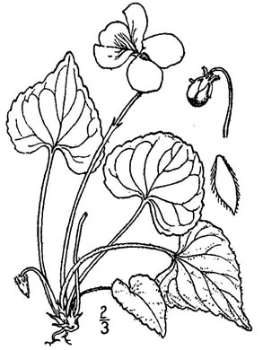 drawing of Viola septentrionalis, Northern Woodland Violet, Northern Blue Violet
