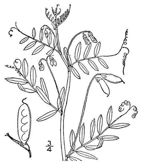 image of Vicia tetrasperma, Slender Vetch, Smooth Tare, Lentil Vetch, Four-seeded Vetch