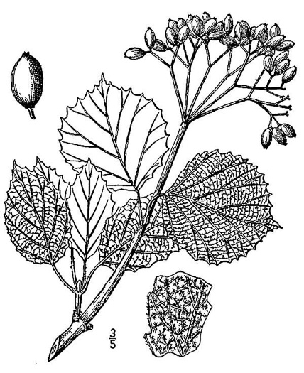 drawing of Viburnum scabrellum, Southern Arrowwood