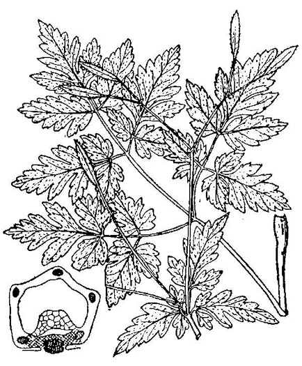drawing of Osmorhiza claytonii, Bland Sweet Cicely, Hairy Sweet Cicely