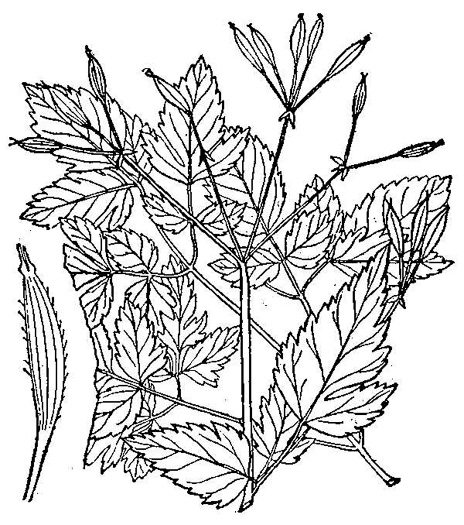 Osmorhiza longistylis, Aniseroot, Smooth Sweet Cicely, Longstyle Sweet-cicely