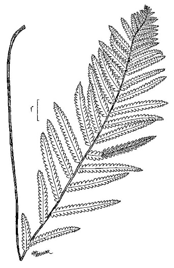 drawing of Anchistea virginica, Virginia Chain-fern