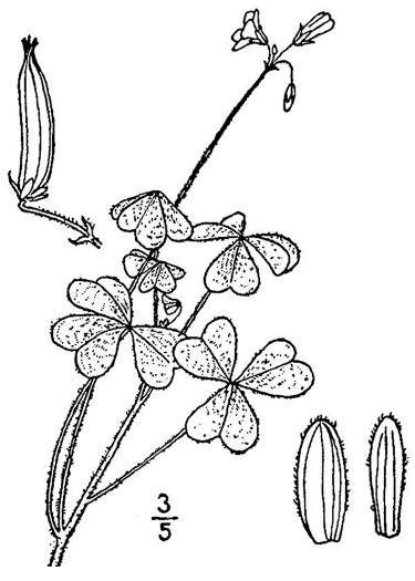 image of Oxalis stricta, Common Yellow Wood-sorrel