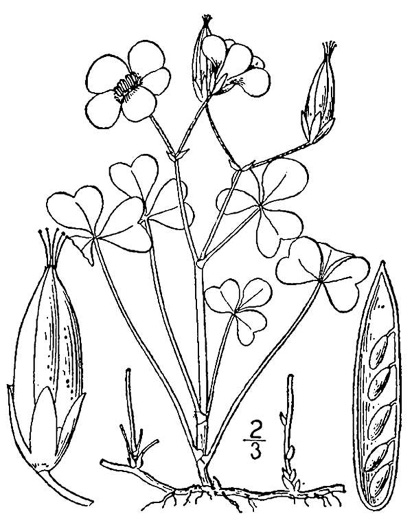 drawing of Oxalis corniculata, Creeping Lady's-sorrel