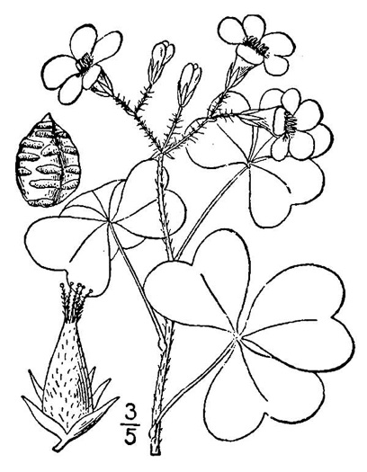 drawing of Oxalis grandis, Large Wood-sorrel, Great Yellow Wood-sorrel