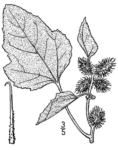 drawing of Xanthium chinense, Common Cocklebur