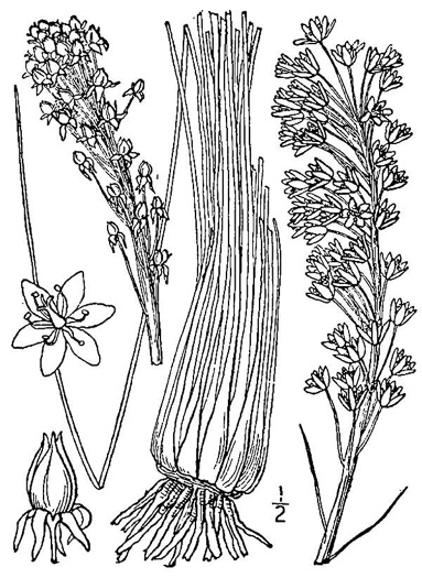 image of Xerophyllum asphodeloides, Eastern Turkeybeard, Beargrass, Mountain-asphodel