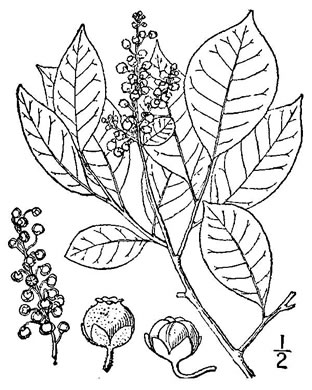 image of Lyonia ligustrina var. ligustrina, Northern Maleberry, He-huckleberry