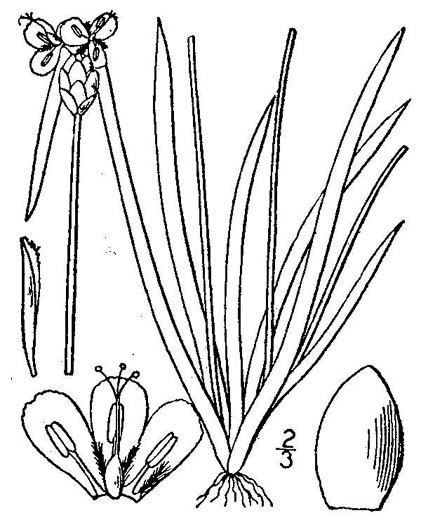 drawing of Xyris caroliniana, Pineland Yellow-eyed-grass, Carolina yellow-eyed-grass