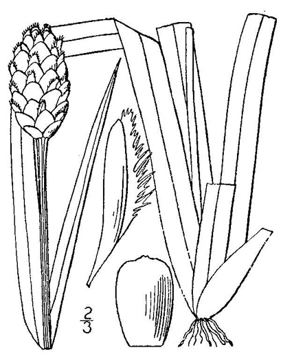 drawing of Xyris fimbriata, Giant Yellow-eyed-grass, Fringed Yellow-eyed-grass