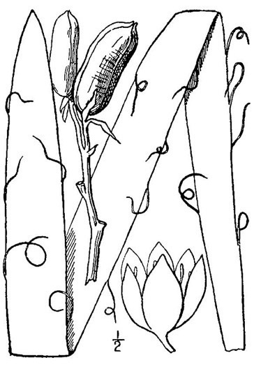 drawing of Yucca filamentosa, Beargrass, Spoonleaf Yucca, Curlyleaf Yucca