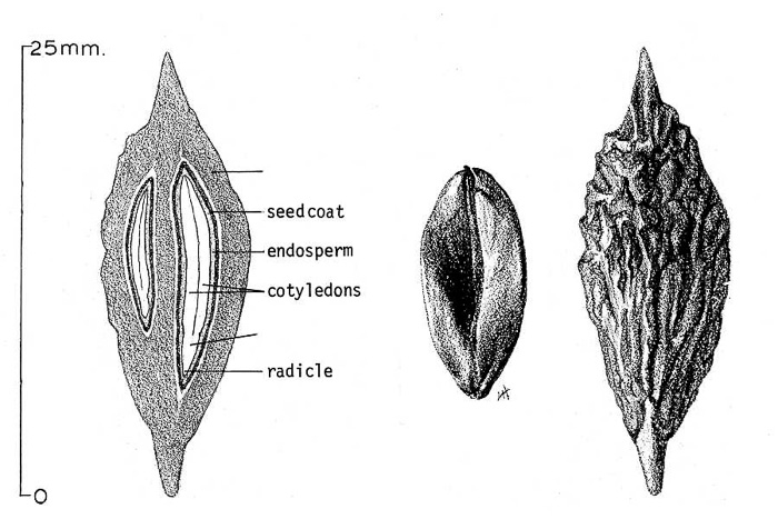 image of Ziziphus jujuba, Chinese Jujube, Common Jujube, Chinese Date
