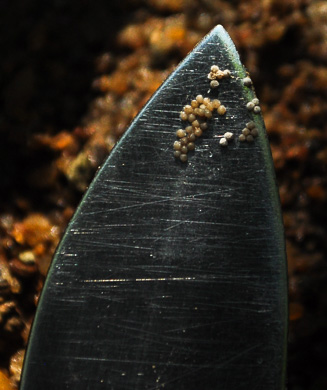 image of Isoetes hyemalis, Wintergreen Quillwort, Winter Quillwort, evergreen quillwort