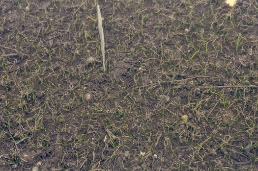 image of Isoetes melanospora, Black-spored Quillwort