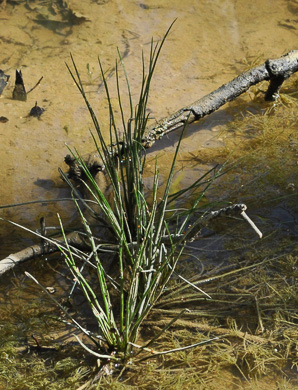 image of Isoetes melanopoda ssp. silvatica, Eastern Blackfoot Quillwort