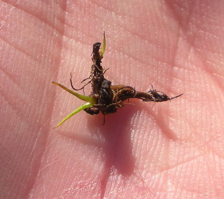 image of Isoetes tegetiformans, Mat-forming Quillwort, Merlin's Grass, Mat-forming Melin's grass