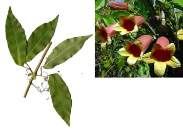 image of Bignonia capreolata, Crossvine