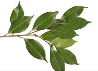 image of Camellia japonica, Camellia