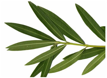 image of Nerium oleander, Oleander