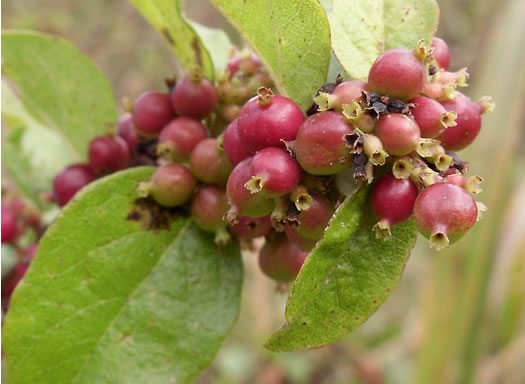 berry: Symphoricarpos orbiculatus, Coralberry, Indian Currant