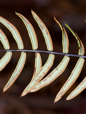 image of Pellaea ternifolia ssp. arizonica, Arizona Cliffbrake